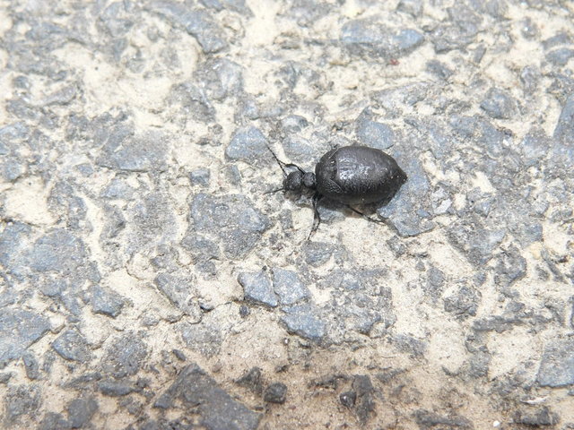 Meloe rugosus - ráncos nünüke
