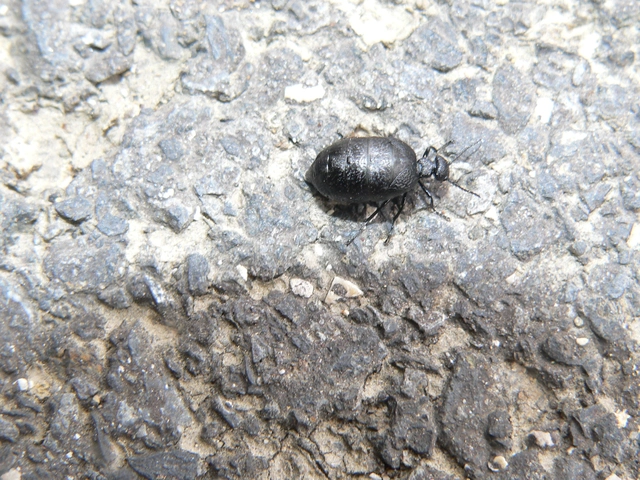 Meloe rugosus - ráncos nünüke