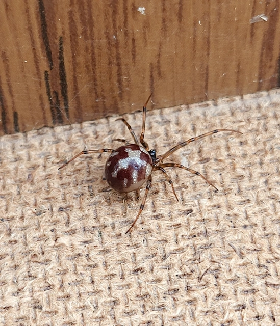 Steatoda triangulosa - háromszöges faggyúpók