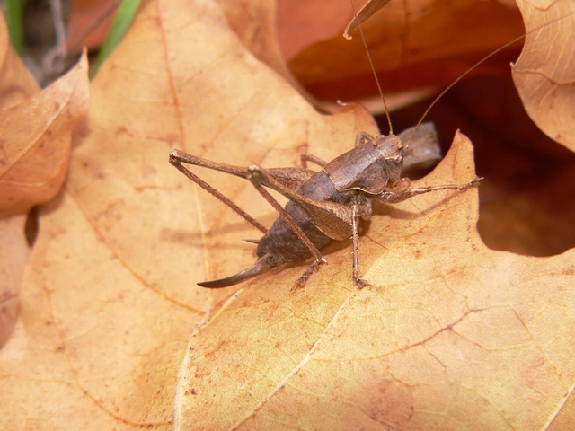Pholidoptera griseoaptera - szürke avarszöcske