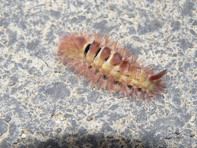 Calliteara pudibunda - hamvasszövő