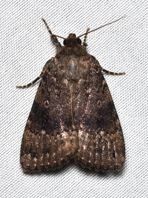 Amphipyra berbera/pyramidea
