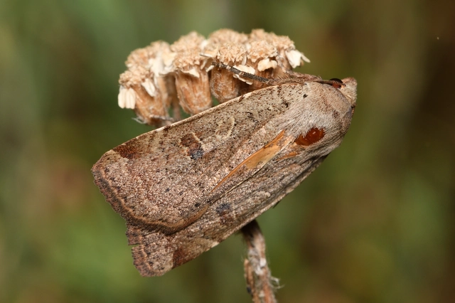 Noctua comes - kis sárgafűbagoly
