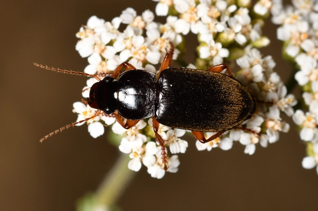 Harpalus rufipes - nagy selymesfutó