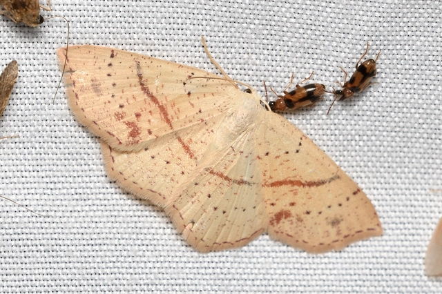 Cyclophora punctaria - sávos pettyesaraszoló
