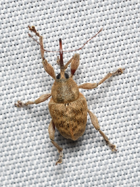 Curculio venosus - tarajos zsuzsóka
