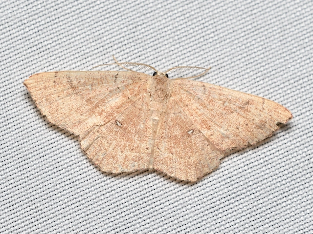 Cyclophora ruficiliaria - vörösrojtú pettyesaraszoló