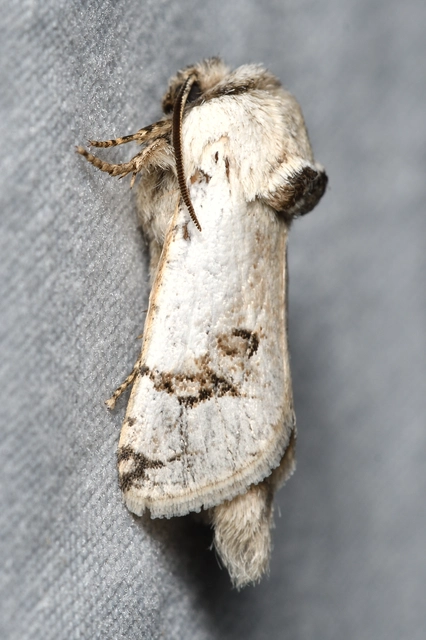 Parahypopta caestrum - spárgalepke