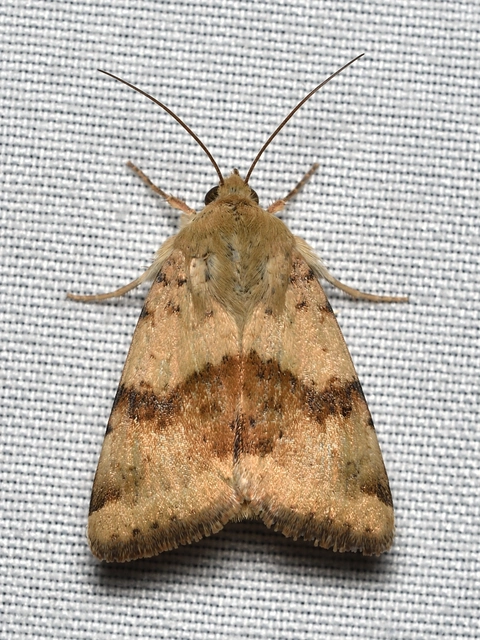 Heliothis viriplaca - mácsonyabagoly