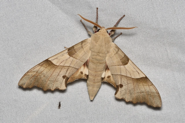 Marumba quercus - tölgyfaszender