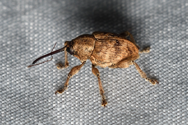 Curculio venosus - tarajos zsuzsóka