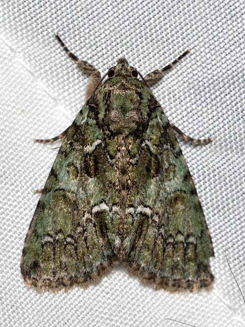 Polyphaenis sericata - selyemfényű erdeibagoly