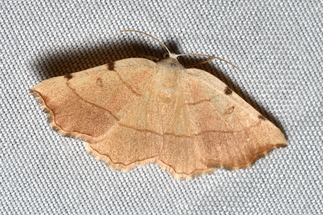 Eilicrinia trinotata - háromjegyű araszoló