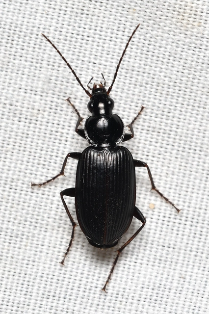 Agonum lugens - mocsári kisfutó Agonum lugens - mocsári kisfutó