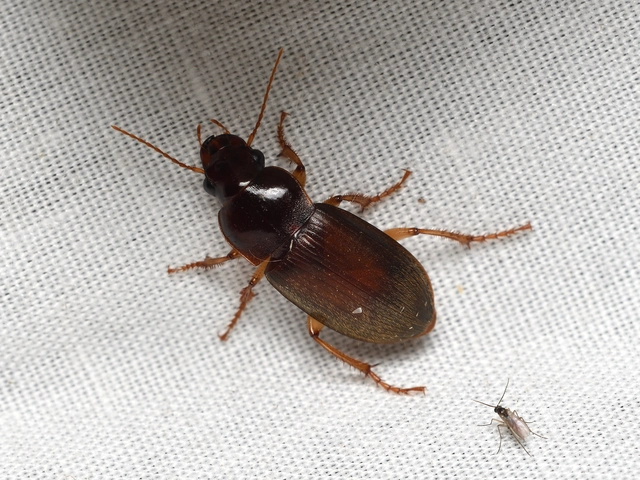 Harpalus griseus - kis selymesfutó