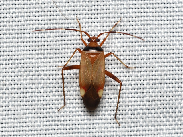 Adelphocoris vandalicus - feketevállú mezeipoloska