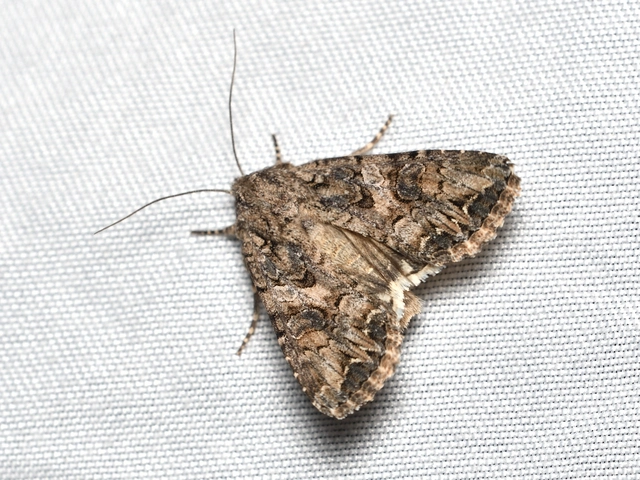 Hadula trifolii - lóherebagoly