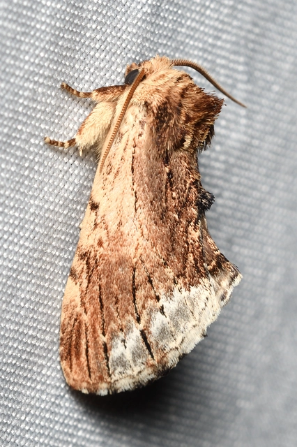 Ptilodon cucullina - csuklyás púposszövő