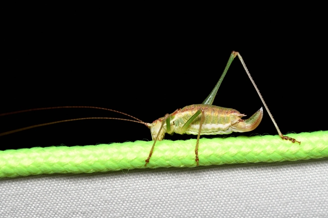 Leptophyes albovittata - közönséges virágszöcske