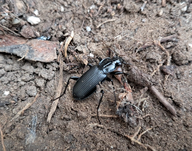 Pterostichus niger - komor gyászfutó