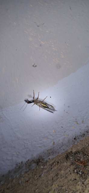 Raphidioptera - Tevenyakú-fátyolkák