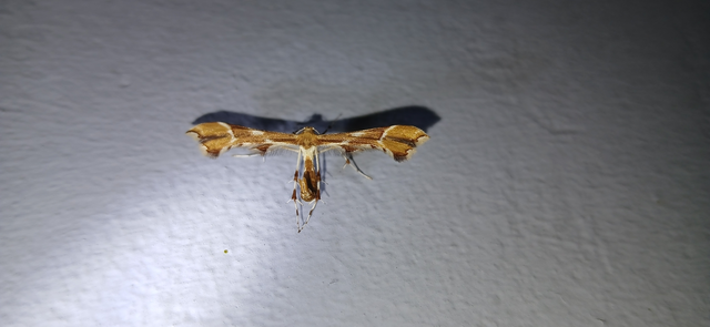 Cnaemidophorus rhododactyla - rózsabogyó-tollasmoly