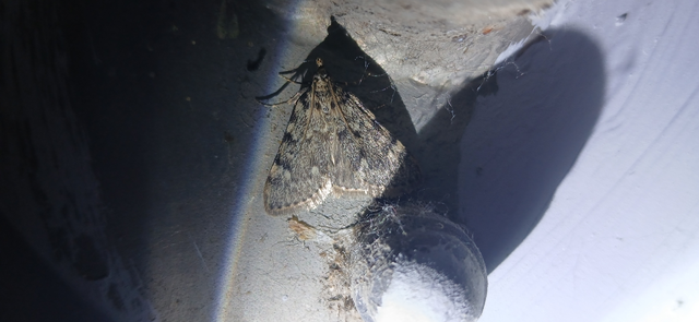 Aglossa pinguinalis - zsiradékmoly