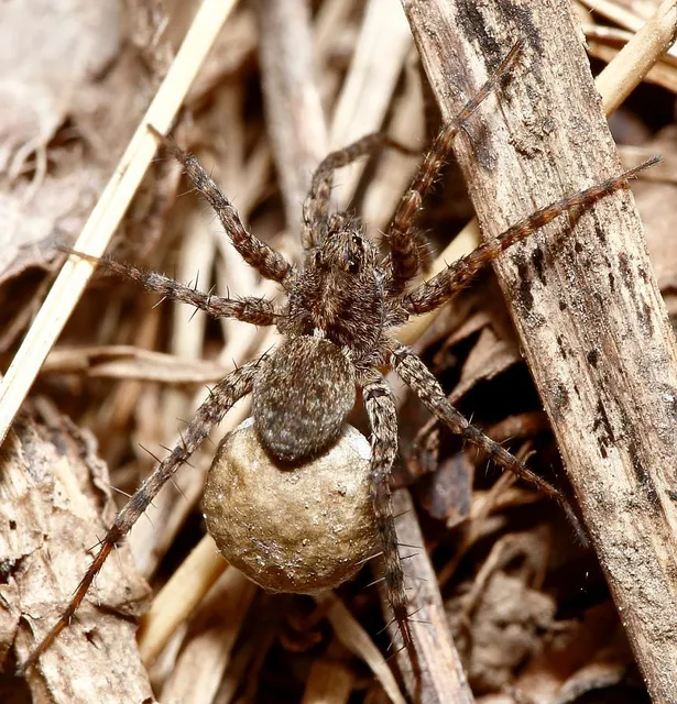 Pardosa