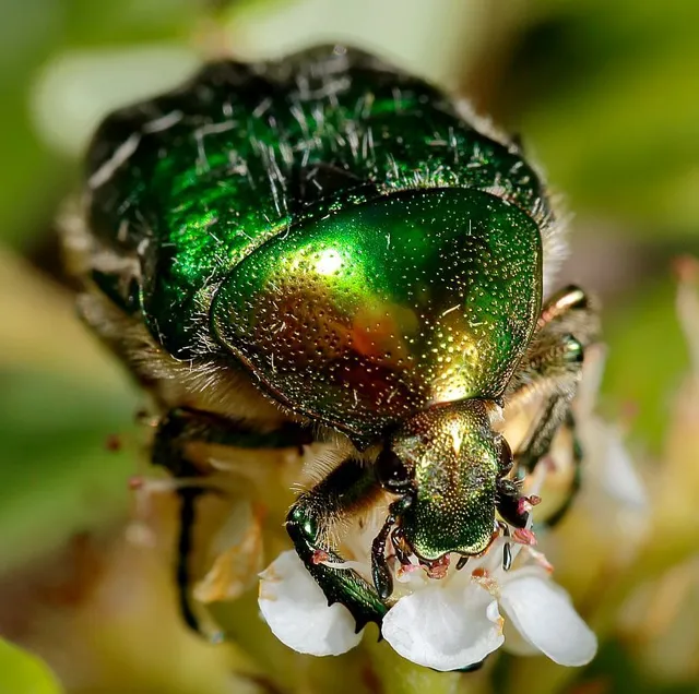 Cetonia aurata - aranyos virágbogár