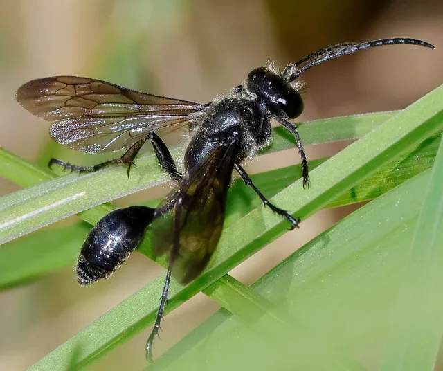 Isodontia mexicana - mexikói fűdarázs
