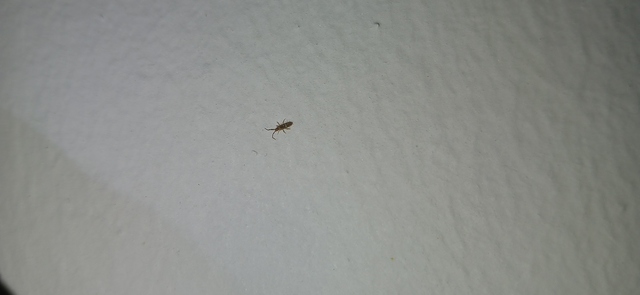 Collembola - Ugróvillások