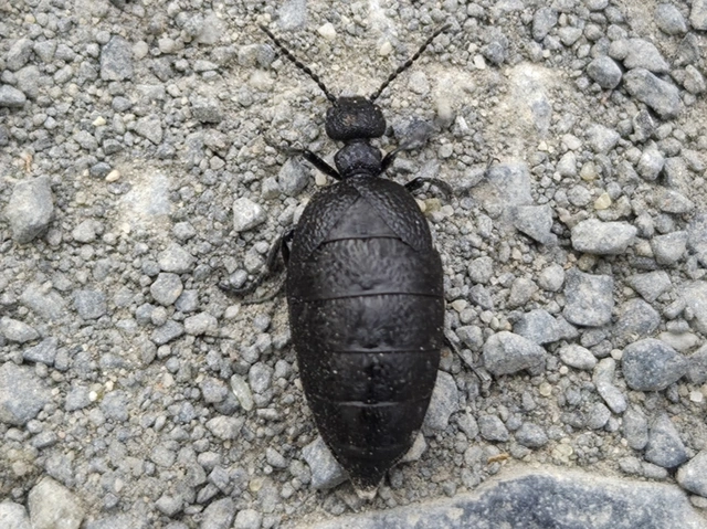 Meloe rugosus - ráncos nünüke