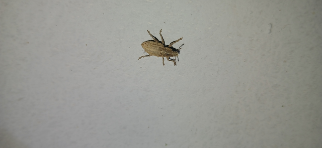 Tanymecus dilaticollis - kukorica-hegyesfarúbarkó