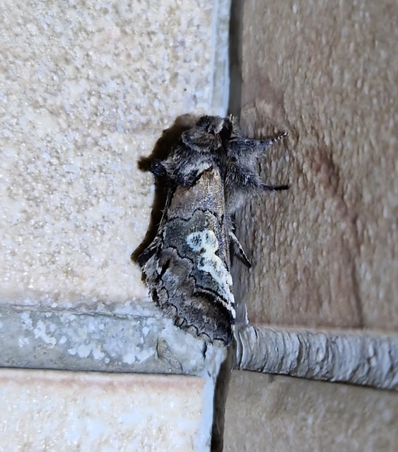 Diloba caeruleocephala - őszi kékesbagoly