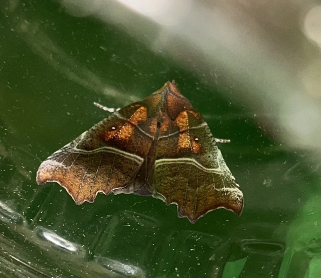 Scoliopteryx libatrix - vörös csipkésbagoly