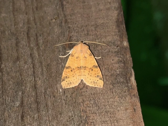 Cirrhia ocellaris - fakó sárgabagoly