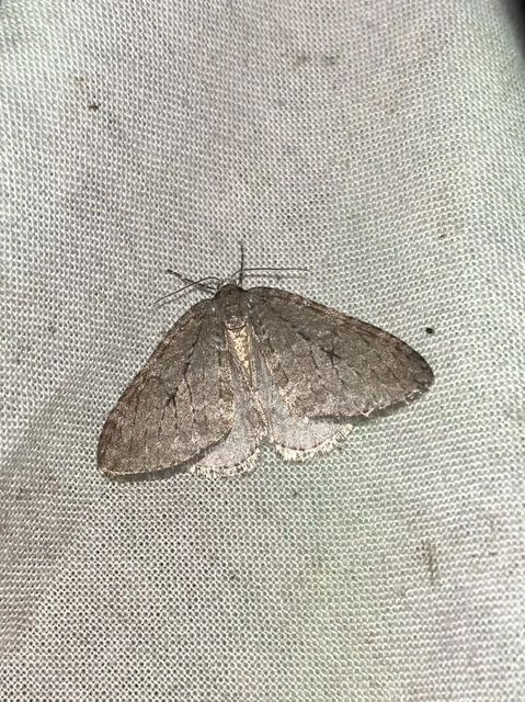 Epirrita christyi/dilutata