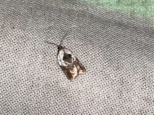 Acleris variegana - tarka levélmoly