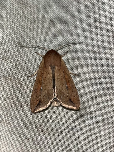 Mythimna unipuncta - hordabagoly