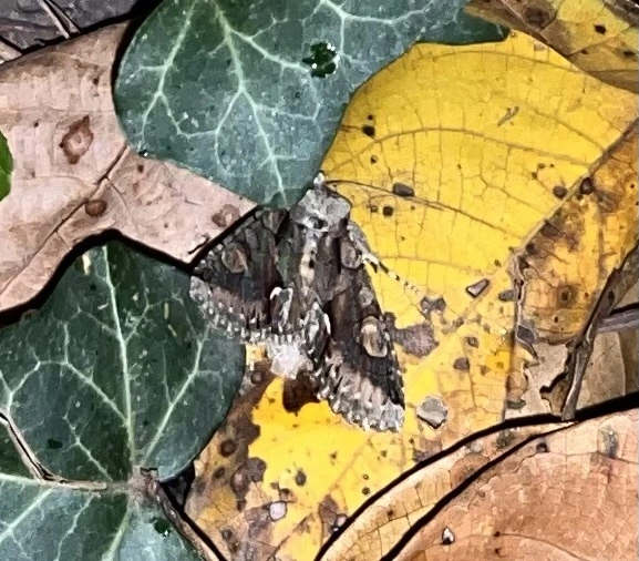 Allophyes oxyacanthae - galagonyabagoly