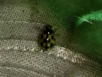 Propylea quatuordecimpunctata - tizennégypettyes füsskata