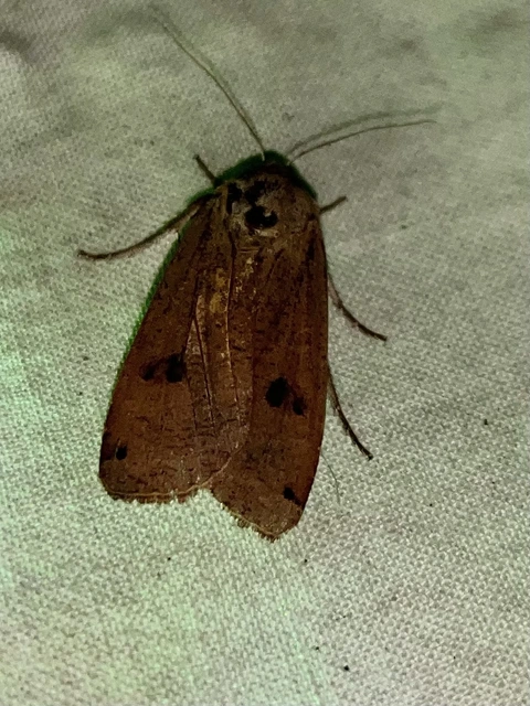 Noctua pronuba - nagy sárgafűbagoly