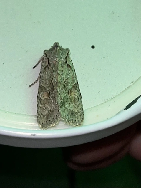 Lithophane ornitopus - közönséges fabagoly