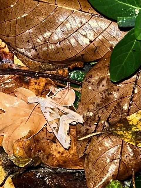 Phlogophora meticulosa - vándorló csipkésbagoly