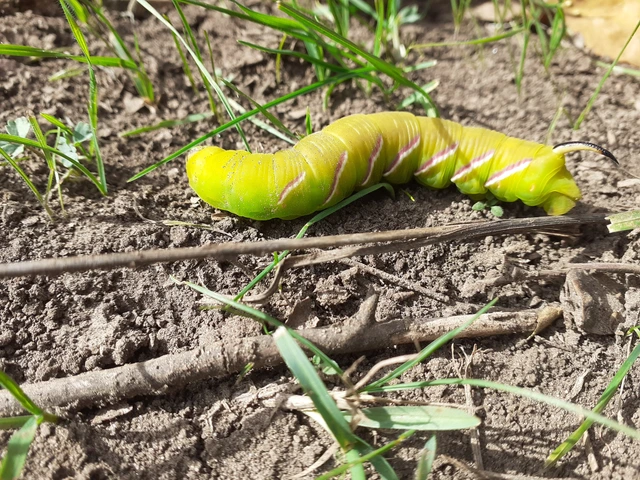 Sphinx ligustri - fagyalszender