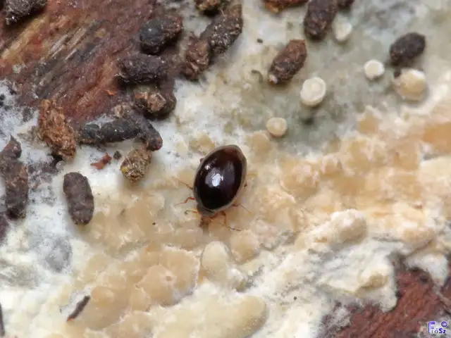 Scaphisoma