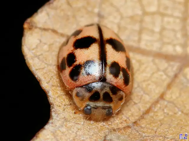 Oenopia conglobata - rózsás katica
