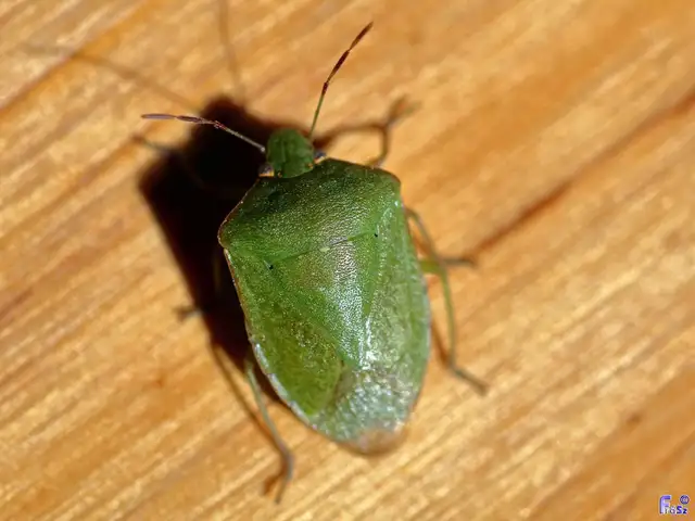 Nezara viridula - zöld vándorpoloska