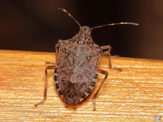 Halyomorpha halys - ázsiai márványospoloska