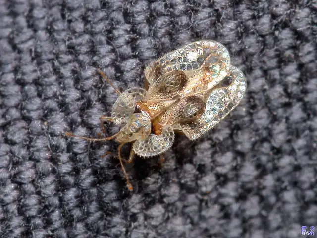 Corythucha arcuata - tölgy-csipkéspoloska